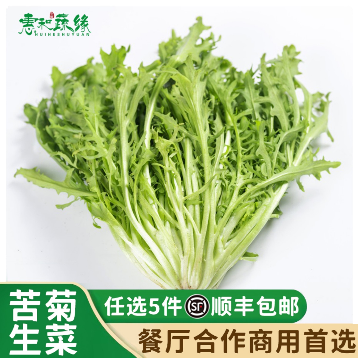 新鲜苦菊生菜苦细叶生菜西餐轻食蔬菜沙拉食材苦苣狗牙菜苦细叶菜
