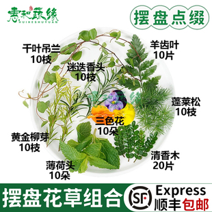 新鲜薄荷头清香木叶子鸡尾酒夏季饮品烘焙蛋糕摆盘装饰三色堇花草