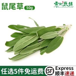 新鲜鼠尾草50g南丹参Sage西餐新鲜香料菜香草香料鼠尾草叶子调味