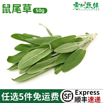 新鲜鼠尾草50g南丹参Sage西餐新鲜香料菜香草香料鼠尾草叶子调味