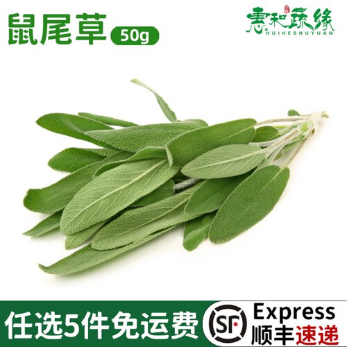 新鲜鼠尾草50g南丹参Sage西餐新鲜香料菜香草香料鼠尾草叶子调味