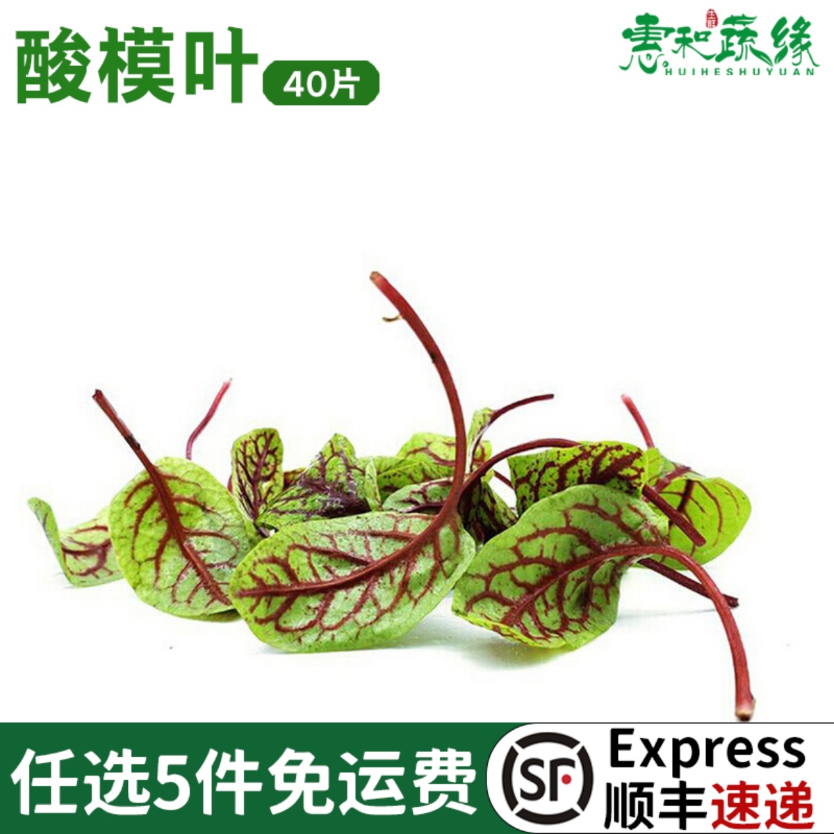 新鲜酸模叶40可食用酸膜装饰花草