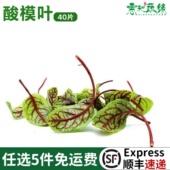 新鲜酸模叶约40片可食用红脉酸模草摆盘装 饰花草蛋糕饮品点缀叶子