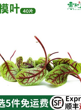 新鲜酸模叶约40片可食用红脉酸模草摆盘装饰花草蛋糕饮品点缀叶子