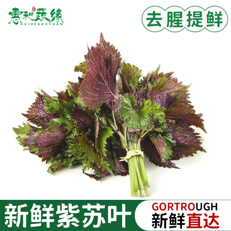 紫苏叶新鲜食用香料鱼虾蟹牛蛙去腥提鲜食材新鲜蔬菜嫩紫苏叶包邮