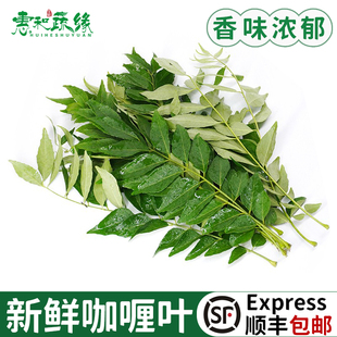 新鲜咖喱叶泰国餐厅用咖喱叶调味咖喱炒饭九里香叶咖喱原料香叶