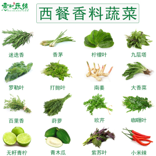 新鲜香料菜组合冬阴功香茅九层塔罗勒叶打抛叶迷迭香柠檬叶蔬菜