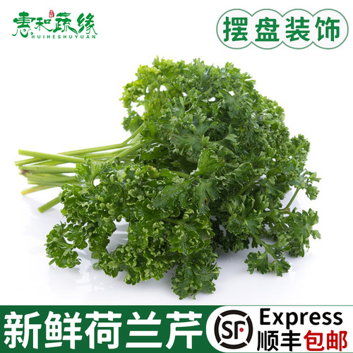 新鲜番西法国香芹荷兰芹摆盘装饰