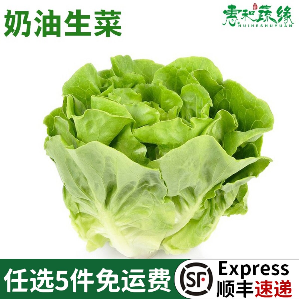 新鲜奶油生菜500g波士顿蔬菜沙拉轻食西餐凉拌生吃食材牛油生菜