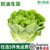 新鲜奶油生菜500g波士顿蔬菜沙拉轻食西餐凉拌生吃食材牛油生菜
