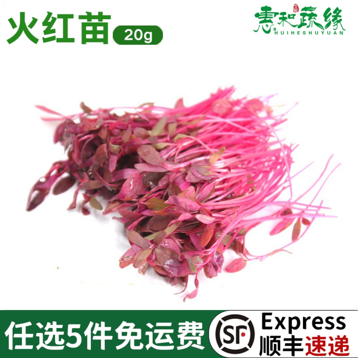 火红新鲜芽苗菜可食用西餐沙拉