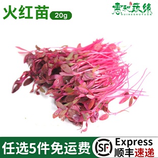 火红苗新鲜芽苗菜可食用西餐沙拉酒店摆盘装饰花点缀专用斯卡纳苗