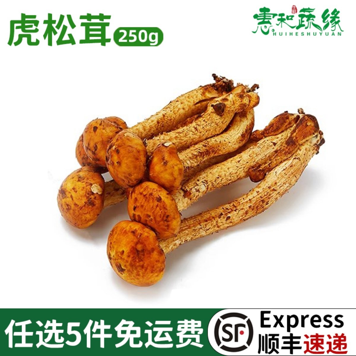 新鲜云南虎松茸菌230g食用菌菇虎纹姑特产火锅煲汤