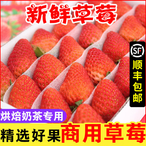 双流冬四季草莓新鲜商用顺丰包邮