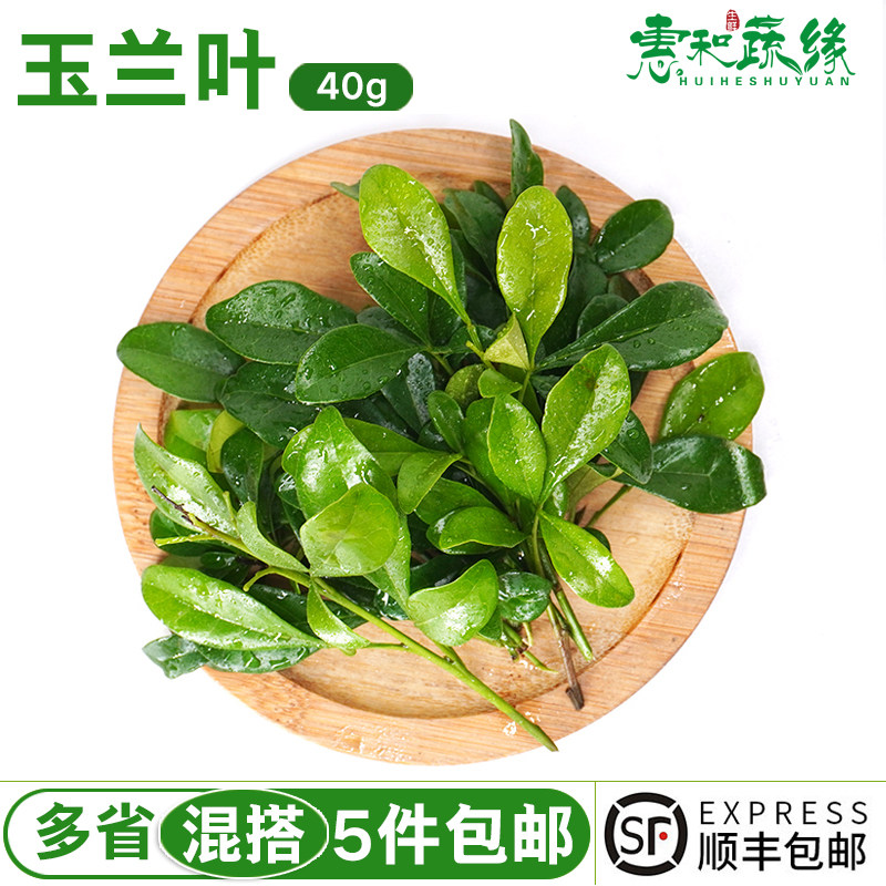 玉兰叶新鲜甜品饮品蛋糕装饰用叶子新鲜酒楼西餐装饰摆盘花草40片