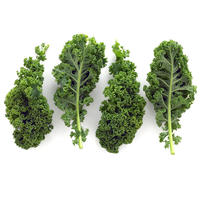500g fresh kale vegetable juice, fitness green kale, edible raincoat kale, green leaf salad vegetables thumbnail 3