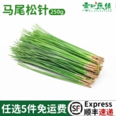 新鲜马尾松针100g 饰非蓬莱松针 细松针酒店西餐日料餐饮摆盘装