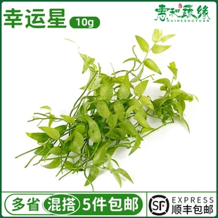 幸运星新鲜熊猫竹藤树苗阔叶舞竹酒楼餐厅摆盘装饰点缀花草叶子