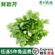 欧芹新鲜意大利平叶番西香料菜新鲜蔬菜调味料西餐厅用品250g