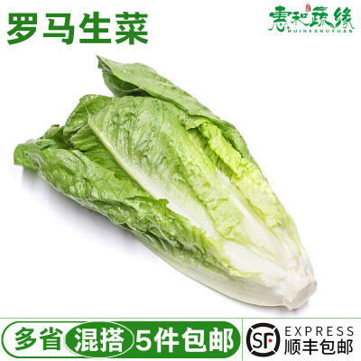 新鲜罗马生菜罗纹沙拉菜