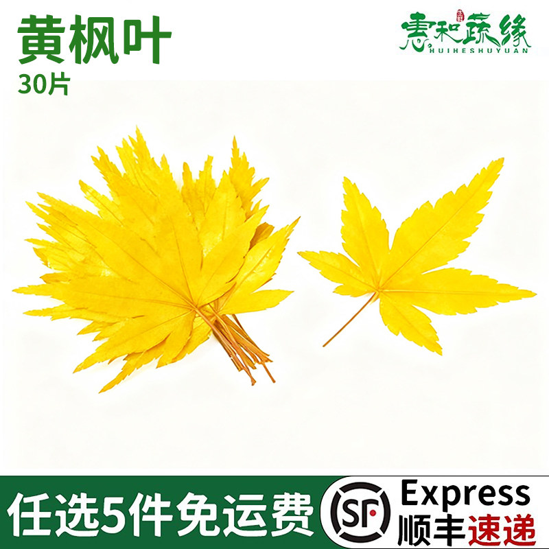真空黄枫叶新鲜西餐日料酒楼摆盘装饰花草蛋糕烘焙点缀叶子30片装