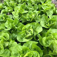 500g fresh cream lettuce, Boston vegetable salad, light Western cuisine, cold dish, raw ingredients, butter lettuce thumbnail 4