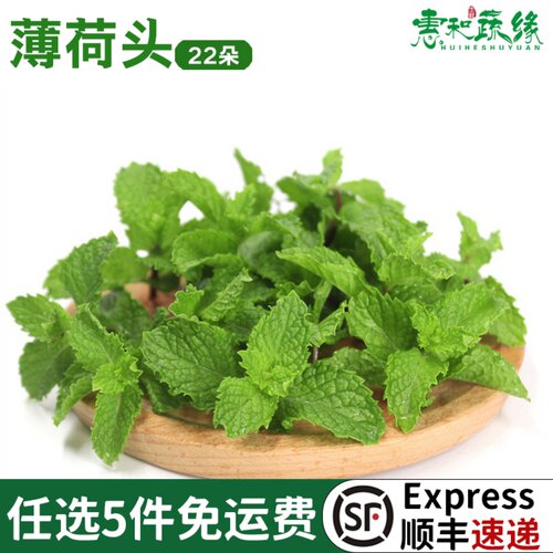 薄荷叶新鲜食用水果蛋糕点缀装饰