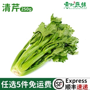 新鲜清芹水果蔬菜250g可以生吃 水果西芹榨汁蔬菜云南维康