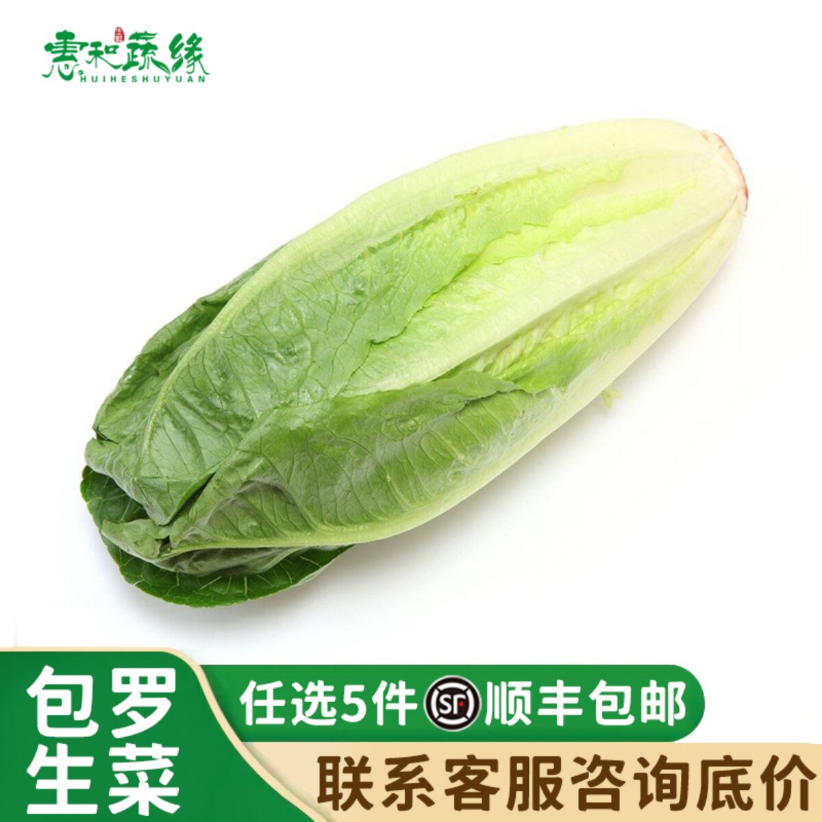 新鲜绿色西餐沙拉包罗生菜包心罗纹包心罗马蔬菜沙拉生菜500g