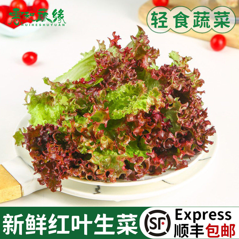 新鲜红叶生菜紫叶生菜西餐轻食生吃蔬菜沙拉食材色拉罗莎红生菜