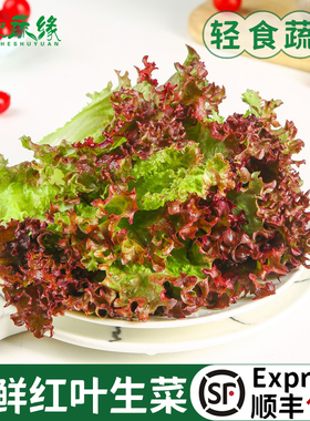 新鲜红叶生菜紫叶生菜西餐轻食生吃蔬菜沙拉食材色拉罗莎红生菜