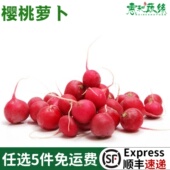 樱桃萝卜新鲜水果萝卜生吃蔬菜沙拉蔬菜新鲜500g水果小红萝卜