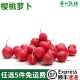 樱桃萝卜新鲜水果萝卜生吃蔬菜沙拉蔬菜新鲜500g水果小红萝卜