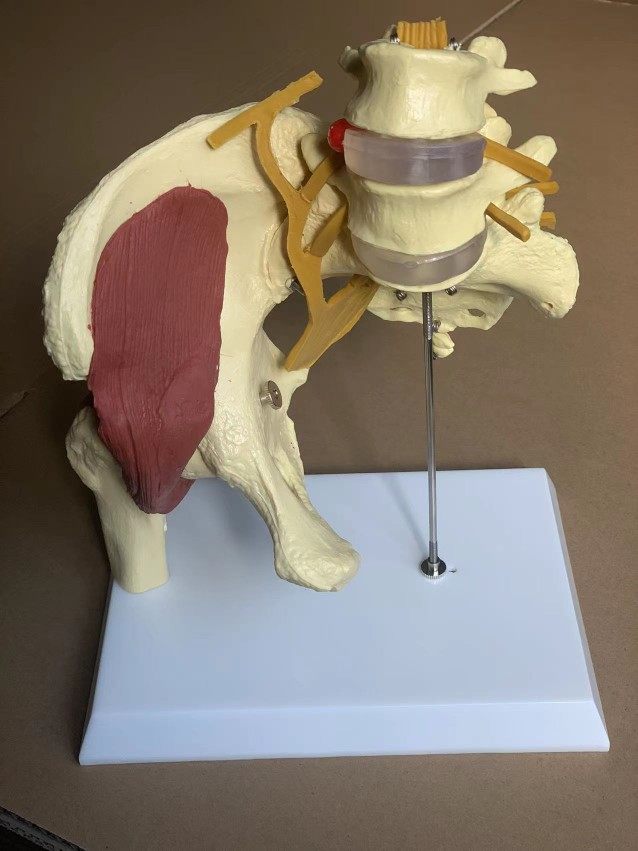 女性骨盆带盆肌付神经椎间盘突出人体骨骼盆骨开合教具人骨架演示