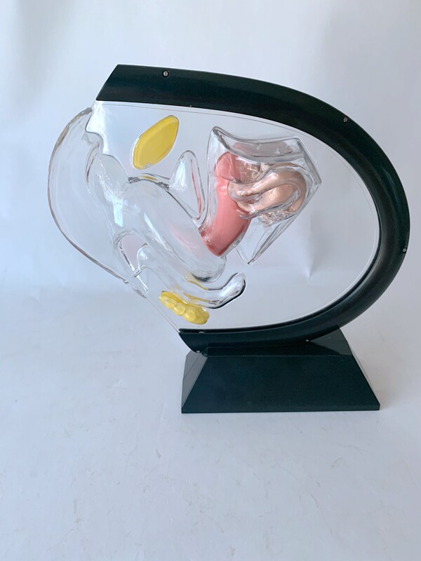 人体透明子宫模型可视女性生殖解剖模型计划生育展示用品科普教具