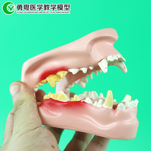 狗牙模型 狗牙口腔病理 犬牙模型 犬牙空腔病理 狗蛀牙 狗骨骼