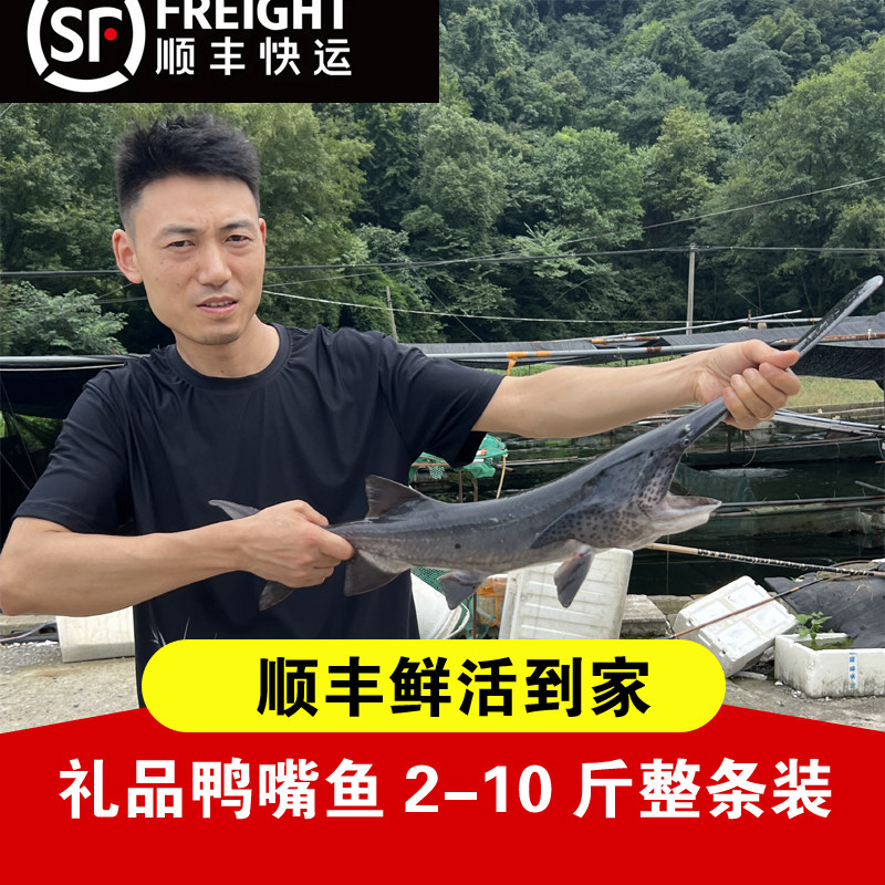 饭店用合作到家酒楼宜昌观赏鱼