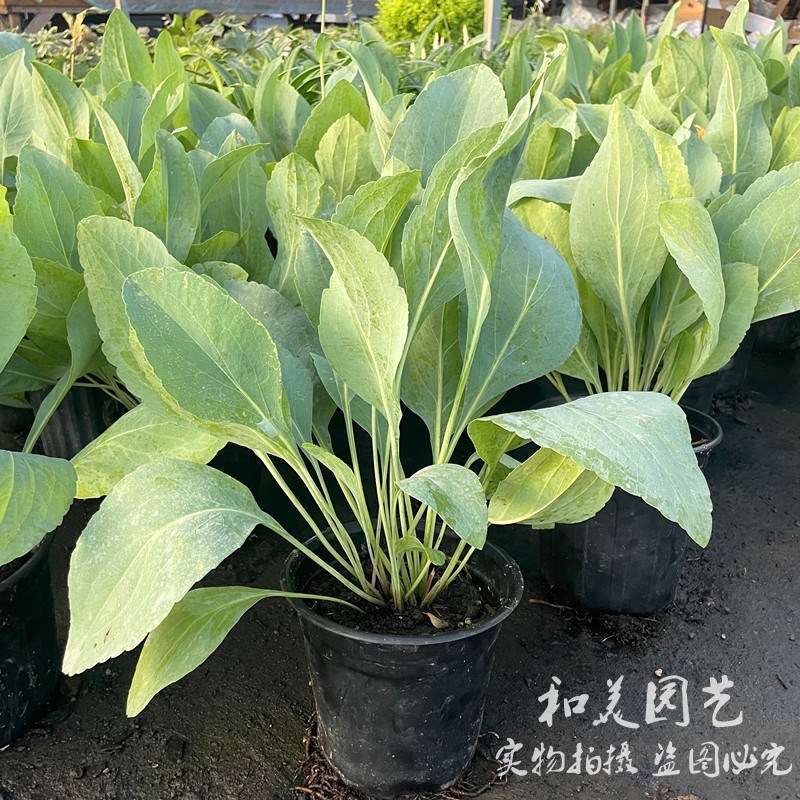 蒲棒菊盆栽 金光菊 庭院阳台多年生宿根花镜植物 银色观叶花卉