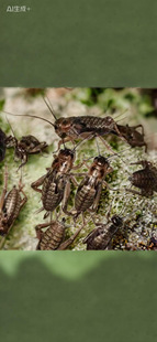 油葫芦蟋蟀活体爬宠蜥蜴角蛙树蛙龙鱼鸟活食蚂蜂饲料