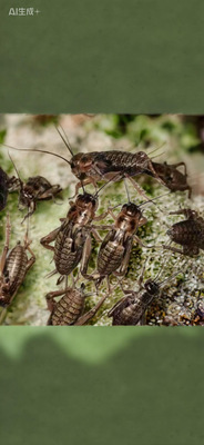 油葫芦蟋蟀活体爬宠蜥蜴角蛙树蛙龙鱼鸟活食蚂蜂饲料