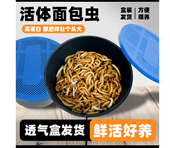 包邮 面包虫黄粉虫活体饲料1 3cm 鸟食虫子 幼体蝎子蜘蛛仓鼠食物