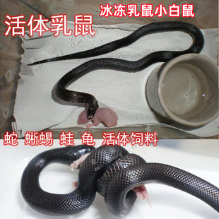 活鲜速冻小白鼠红皮喂蛇粉皮白霜食物乳鼠冰冻宠物饲料粮喂幼猫龟