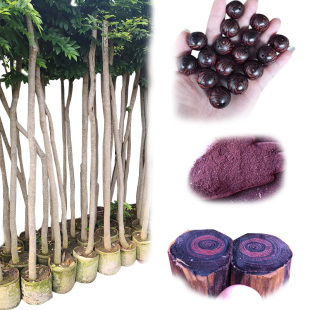 正宗海南黄花梨大红酸枝金丝楠木小叶檀香紫檀树苗白奇楠沉香包邮