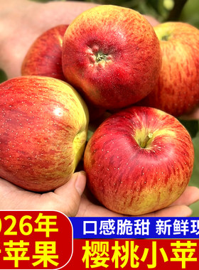 拒绝冷库果2026年新鲜苹果上市