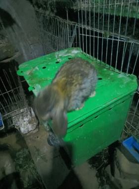 临汾公羊兔白色麻灰满月50一只公，母100