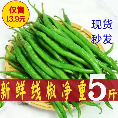 青辣椒新鲜蔬菜荆条5斤整箱农家