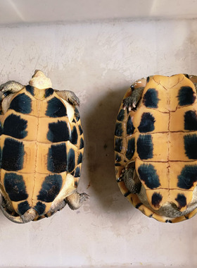 食用石金钱大龟黄喉拟水龟 外塘南石龟繁殖下蛋龟 观赏招财水龟