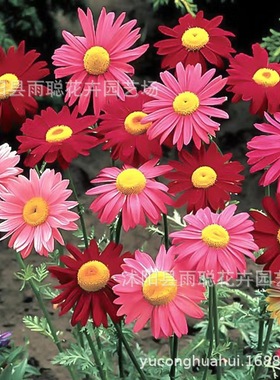 除虫菊种子花种子四季活开花室内驱蚊草盆栽种籽室外庭院植物花种