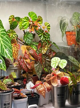 秋海棠闷养品种集Begonia原生雨林缸闷养热植青蜂侠圆叶粉点 永夜