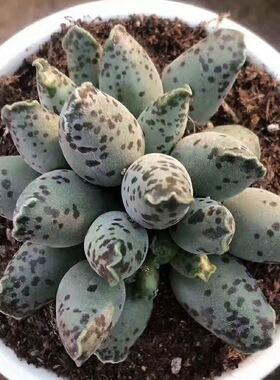 海豹水泡多肉植物天章锦新手超萌肉肉室内花卉组合盆栽防辐射